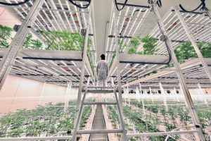 , Pipp Horticulture Introduces New ELEVATE™ Platform System