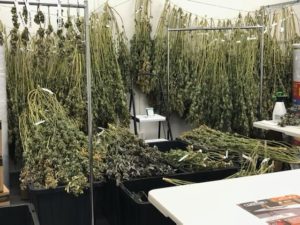 , WeedGenics Announces NEW Ultra-Modern 150K Square-Foot Cannabis Facility